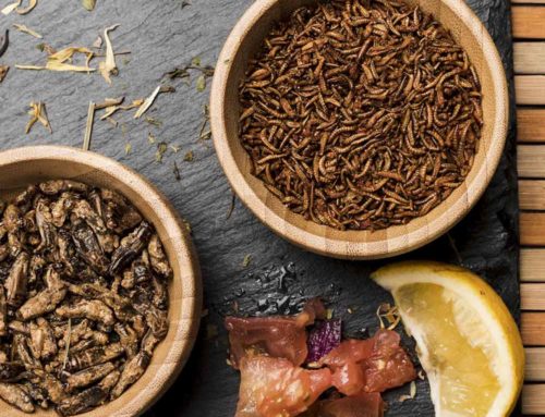 Alimentación con Insectos: Alternativa Sostenible y Nutritiva